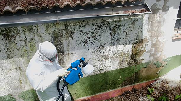 Trusted Mold Remediation service in Levittown, PA - Cheap Mold Removal